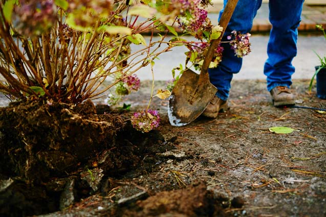 Planting a hydrangea bush