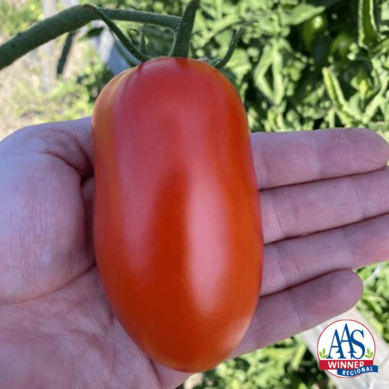 Roma-type tomato Zenzei