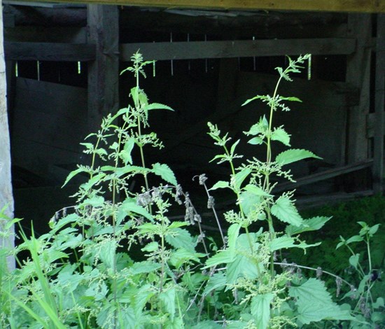 stinging nettle