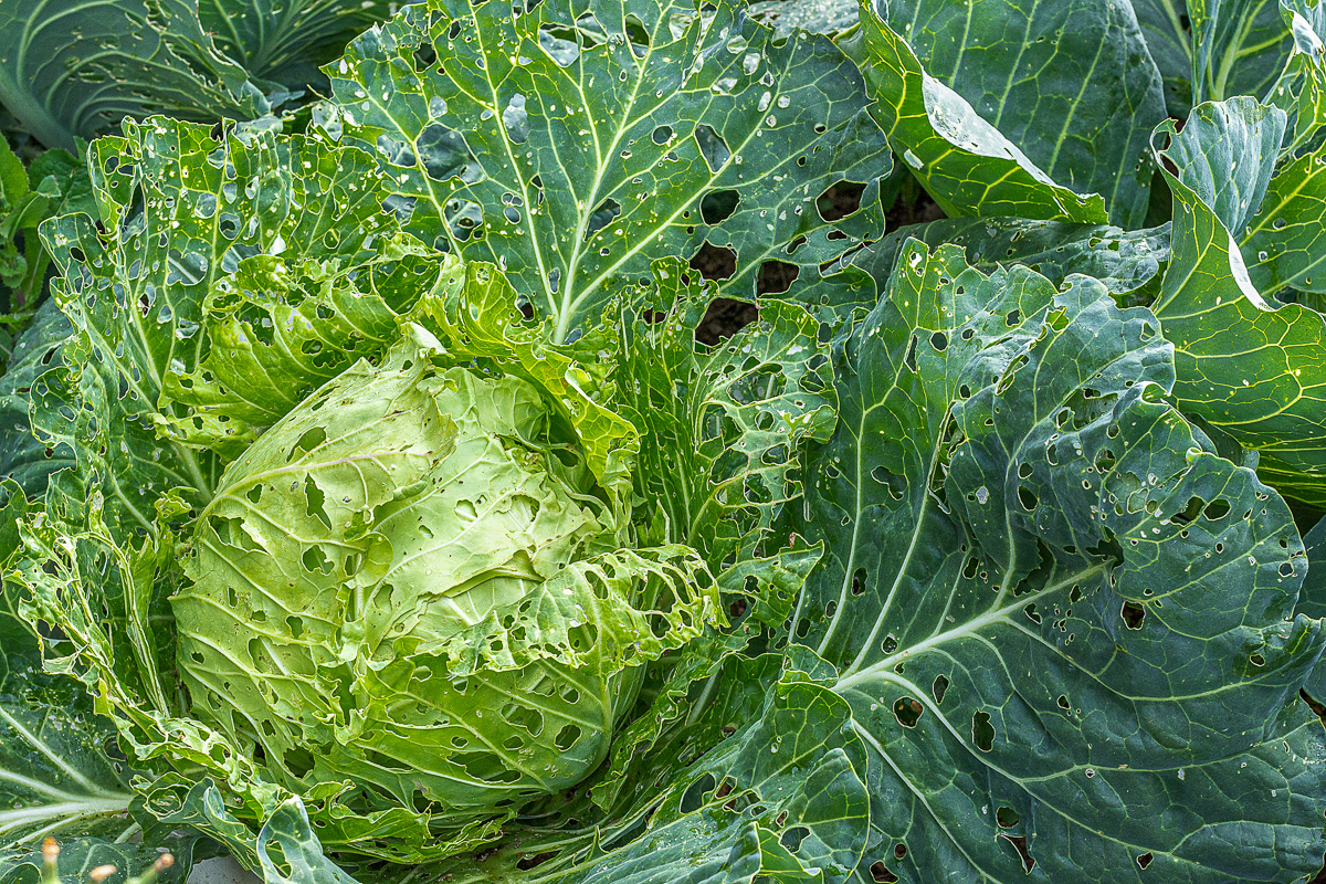 9 Ways to Get Rid of Vegetable Garden Bugs